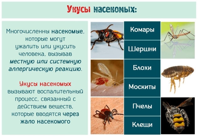 Укусы насекомых
